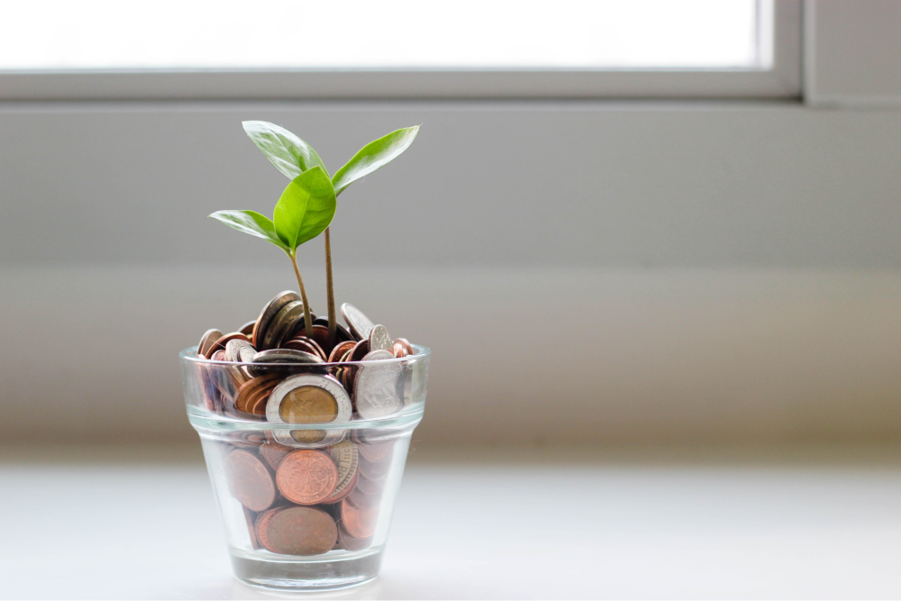 money potted plant